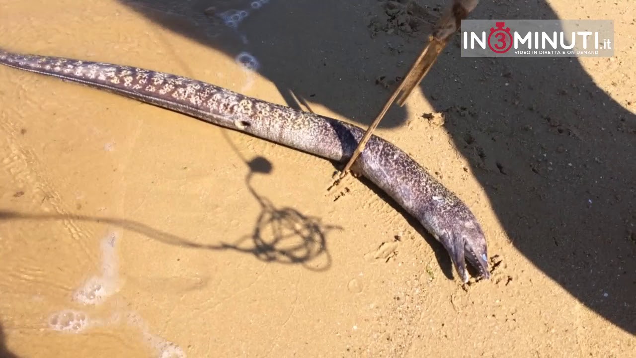 Babbaluciara: murene spesso morte a riva. Emergenza o tutto naturale?