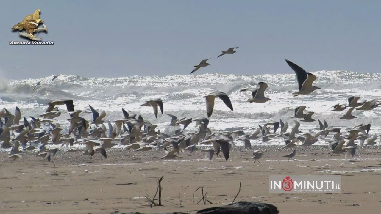 Lo scirocco sulla costa di Torre Salsa e sulla foce del fiume Platani. Di Antonio Vanadia