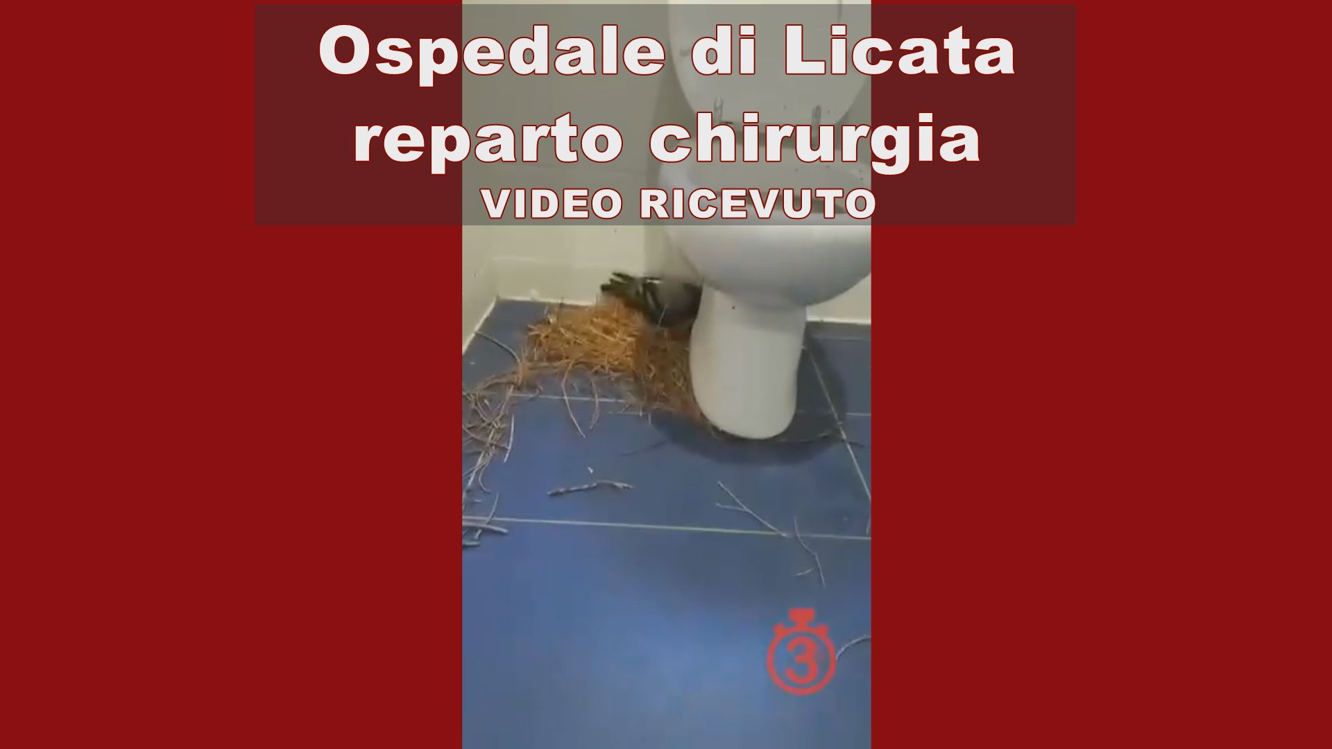 “Ospedale di Licata, reparto chirurgia, nido di colombe nel bagno” 📹 VIDEO RICEVUTO