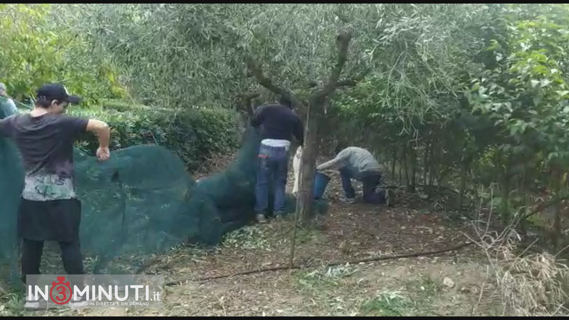 Giardino Botanico, iniziata oggi la raccolte delle olive da parte dei volontari, ce ne parla Giovanni Alletto, 📽video ricevuto da Giovanna Neri