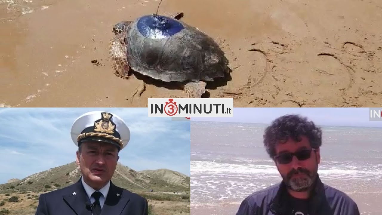 “PuliAMO Punta Bianca” manifestazione organizzata da Mare Amico e Mare Vivo, ascoltiamo il Comandante della Guardia Costiera Fabio Serafino, Vincenzo Monteverde dell’Istituto Zooprofilattico Sperimentale della Sicilia, il deputato regionale Giusy Savarino, il deputato nazionale Michele Sodano e Claudio Lombardo🎥video inviato da Giovanna Neri